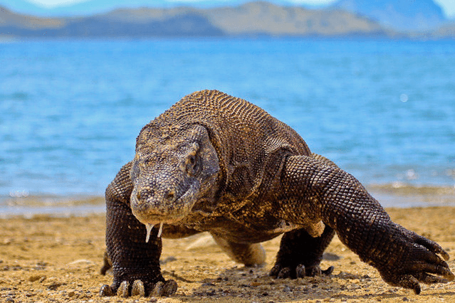 Image of Pulau Komodo